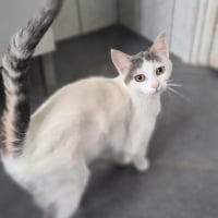 Photo de POPPY