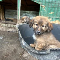 Photo de Leonidas