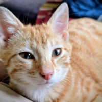 Photo de Apollon