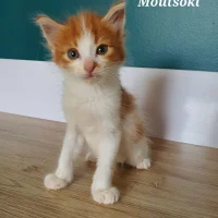 Photo de Moutsoki