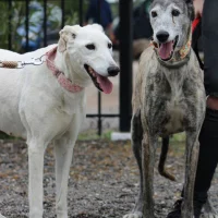 Photo de Dalila et Brava