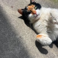 Photo de Twix