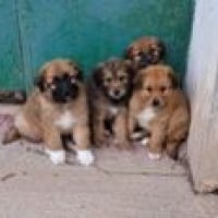 Photo de OLIVIA et ses chiots