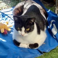 Photo de PORTHOS