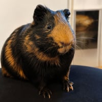 Photo de BOUNTY