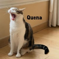 Photo de QUENA