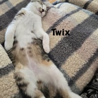 Photo de TWIX