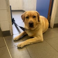 Photo de SIMBA