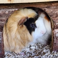 Photo de Chichon