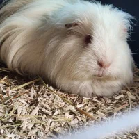 Photo de Snow 
