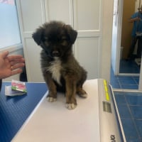 Photo de Niko