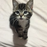Photo de Etoile 