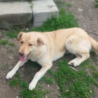 Photo de BLONDA