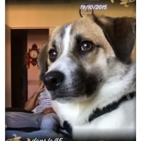 Photo de Lua
