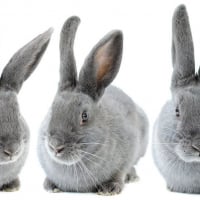 Photo de Lindt 