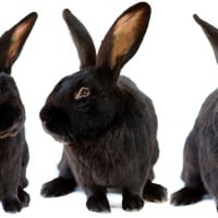 Photo de Pinpin
