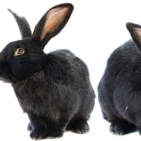 Photo de Panpan