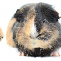 Photo de Chouquette