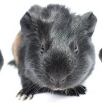 Photo de Dulce