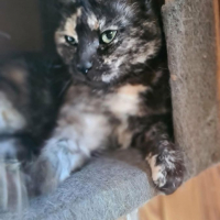 Photo de MISTY