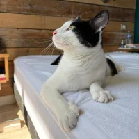 Photo de Milo