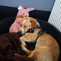 Photo de Nala