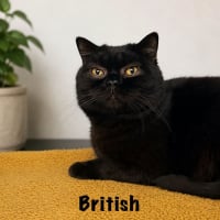 Photo de BRITISH