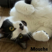 Photo de MOUCHE