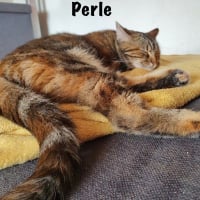 Photo de PERLE