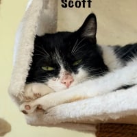 Photo de SCOTT