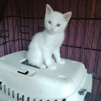 Photo de Bambou