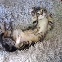 Photo de ONYX
