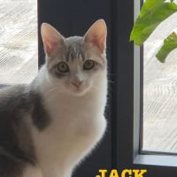 Photo de Jack
