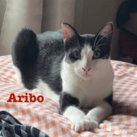 Photo de Aribo