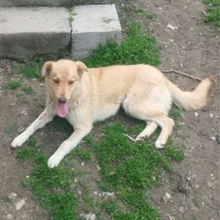 Photo de BLONDA