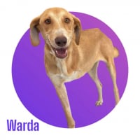 Photo de WARDA