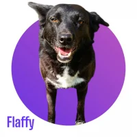 Photo de FLAFFY