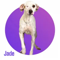 Photo de JADE