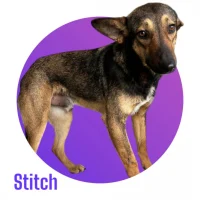 Photo de STITCH