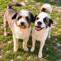 Photo de LOVA & LIO