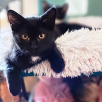 Photo de CACHOU