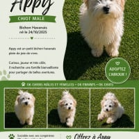 Photo de Appy