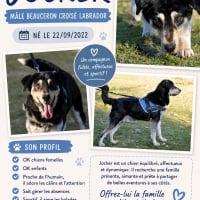 Photo de Joker