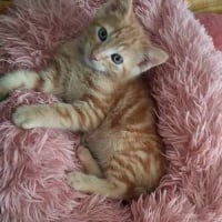 Photo de CITROUILLE