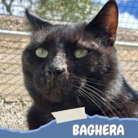 Photo de Baghera