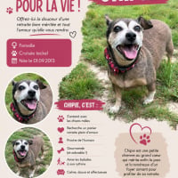 Photo de Chipie 