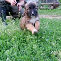 Photo de Scorpion