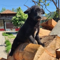 Photo de Pipa