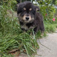 Photo de Pippo