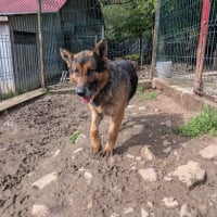 Photo de RUFUS